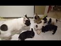 French bulldog playing with his pups - youtube