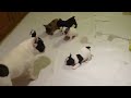 pups