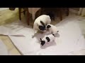 pups