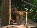 Little baby orangutans get scared