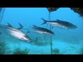 free diving