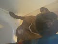 Pancha espiando a papi en la ducha (2)