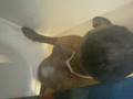Pancha espiando a papi en la ducha (2)