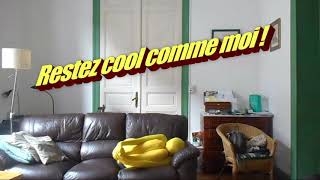 Zentaimorphsuit Lemon Gumball