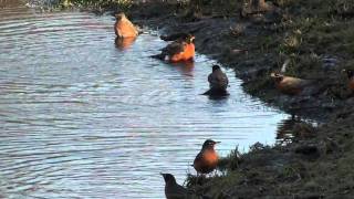 American Robins Muscicapidaeturdus Migratorius Bathing