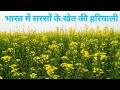 Sarson ke kheton mein song|sarson ki kheti|nature|Bharat ke khet|Hindi songs|#short