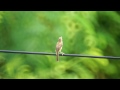 Bird shot - Minolta 500mm AF Reflex with Sony a55