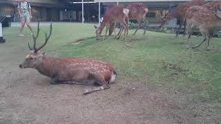 Les célèbres daims du parc de Nara, au Japon.