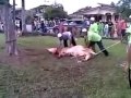 sembelih lembu