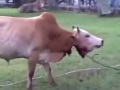 sembelih lembu