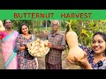 Butternut squash harvest | Agriculture | Meghna Vincent |Trending | Meghnazstudiobox | Farmer