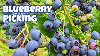 Supporting Local Farms: Blueberry Picking! Supporting Local Farms: Blueberry Picking!