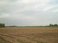 Sugar Cane field - Louisiana
