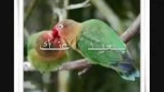 Abid Mangrio 00923063777080 Ba3Eed 3Nak-Shayma Al Shayep.flv