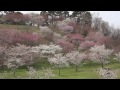 日本国花苑の桜