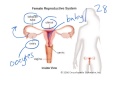 Unit 5, Day 3 - Reproduction & Prenatal Development