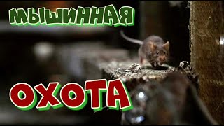 Комедия «Мышиная Охота» (Mouse Hunt)