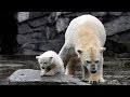 Polar bear cub takes first steps in Berlin zoo