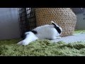 猫ちぐらを破壊するリヒトさん