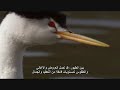 اعظم لحظات الطبيعه الساحره.