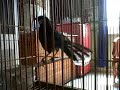 Poksay Mandarin Bandung images Poksay Mandarin Bandung