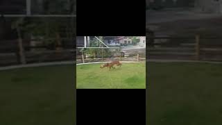 Apbt Rockypitbull Ronaldo