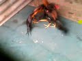 image Cantik Kecil Wrn Merah Ayam Teman Kuning