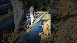 Desi Jugad Hole Making Process In Mulching