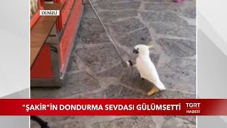 Papağanın Dondurma Sevdası Gülümsetti