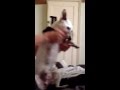 Dancing dog dancing all over the world dancing dog