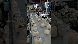 The Process Of Packaging Coconuts In A Coconut Factory #Shorts