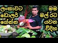 flower plant import/princess,philadendron plants import sri lanka/import sinhala/flower plant dollar