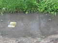 Видео Strong wind and cold in Hungary in May (Bramhs - Hungarian Dance)