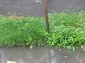 Strong wind and cold in Hungary in May (Bramhs - Hungarian Dance)