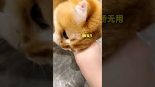 This Owner Find His Banana Eaten By Cute Cat