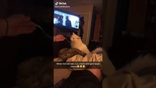 When the cat eats ice cream and gets Brain Freeze - Funny Cats 2020