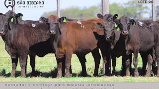 LOTE 6 - FÊMEAS BRANGUS "B" - LEILÃO VIRTUAL SÃO BIBIANO 2020