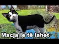 MACJA LE TE LAHET - Kenge per femije - Swimming Cat, Song for children by Studio "Çamarroket"