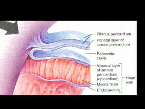 Layers of the Heart and Pericardium - YouTube heart diagram blank 