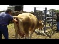 il parto della mucca