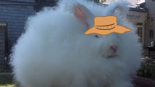Angora Rabbit