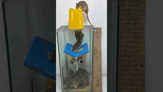 Best Homemade Mouse Trap Ideas At Home #Rattrap #Rat #Mousetrap #Shorts