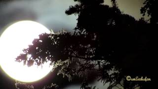 Unruhige Vollmondnacht Restless Night With A Full Moon Unruhige Vollmondnacht Restless Night With A Full Moon