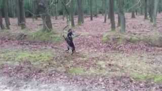 Staffy Vs Tree I Need That Stick - Staffy Fun - Member Video Mashed