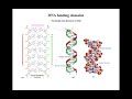 Lecture 3 DNA binding domains