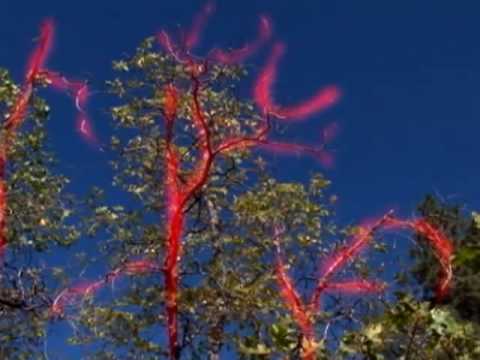Defensible space.(clearing trees around houses to prevent it from being destroyed forest fires)(Essay): An article from: Northern Review