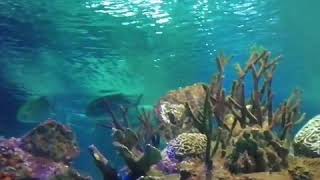Shark Underwater Video