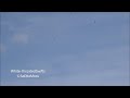 Florence CO video: Hundreds of White-throated Swifts foraging