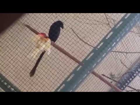VIDEO : [ ternyata ] burung murai papua/racket-tailed treepie  ll si predator ll - muraymurayirianhidup di pohon tertinggi sewaktu-waktu turun ke tanah untuk mandi makanan kesukaan serangga-jangkrik ulat,ada ...
