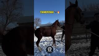 Сәйгүлік Тамерлан 🐎🔥 #Бәйге #Арғымақ #Сәйгүлік #Жылқы #Ат #Кокпар